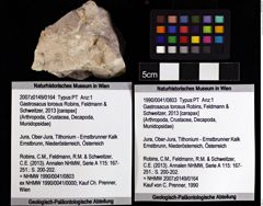 Foto (Objket + Etiketten) von Gastrosacus torosus (Robins, Feldmann & Schweitzer, 2013) 